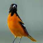 Baltimore Oriole Bird