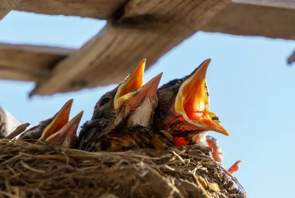 Cuckoo Bird Baby Characteristics 7 Cuckoo Bird Baby
