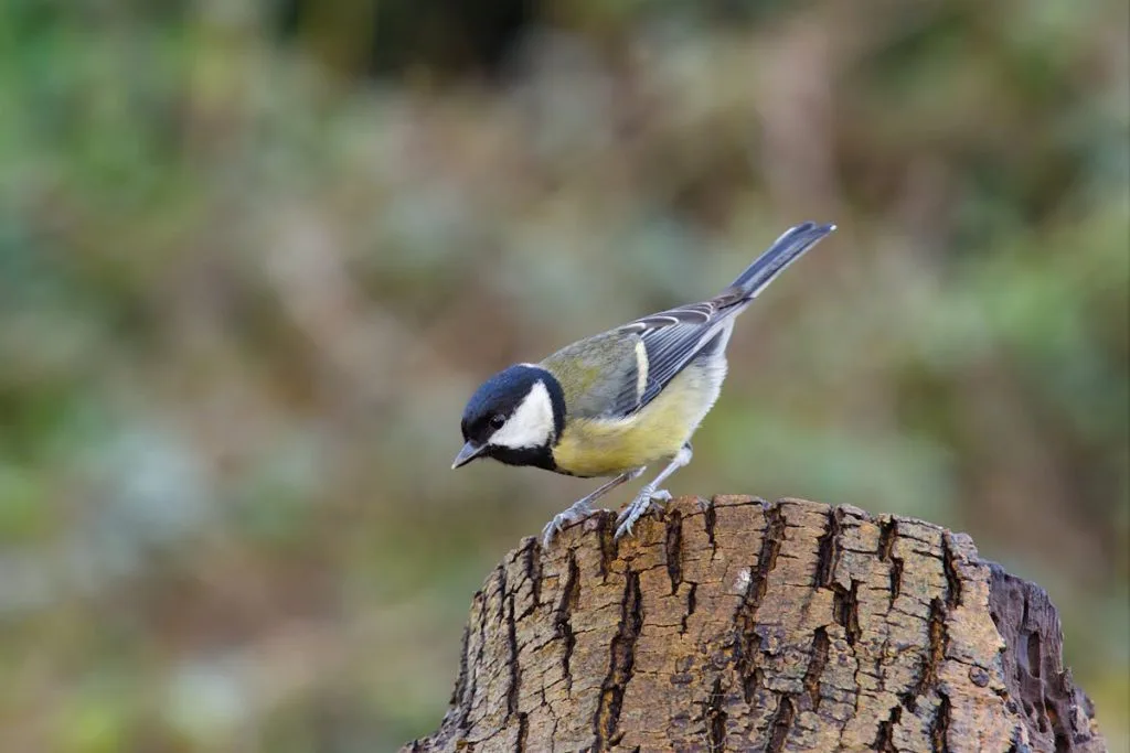 Great Tit Birds Species
