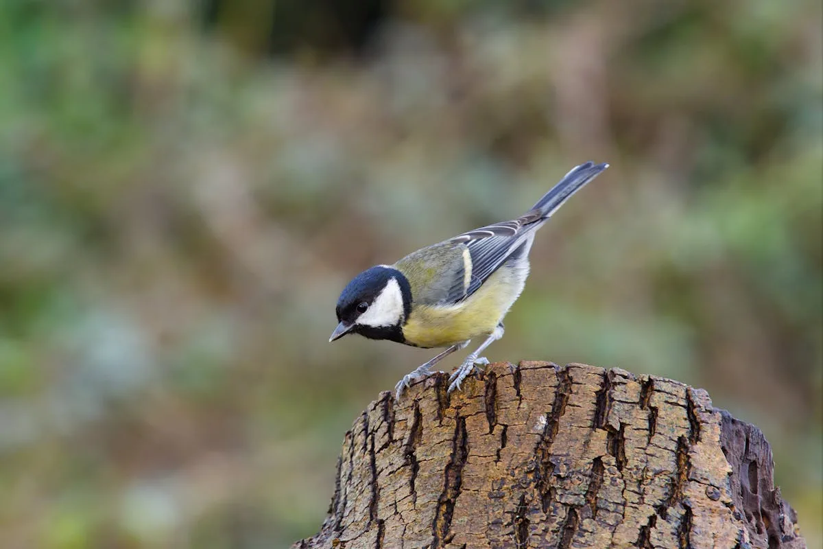 Great Tit Bird | Species and Characteristics