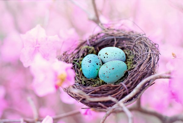 How long does it take for robin eggs to hatch