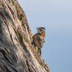 Hummingbirds in ohio map