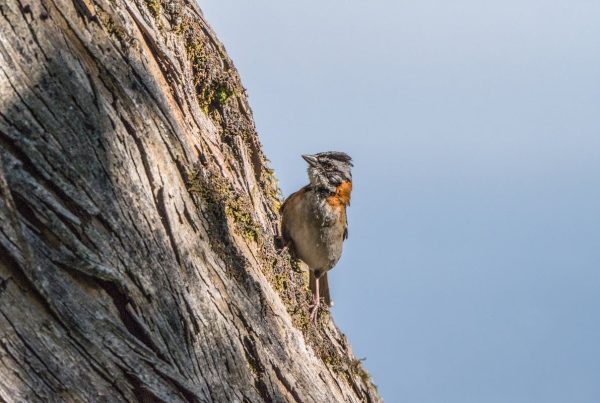 Hummingbirds in ohio map