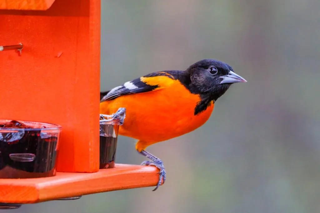 The oriole migration now