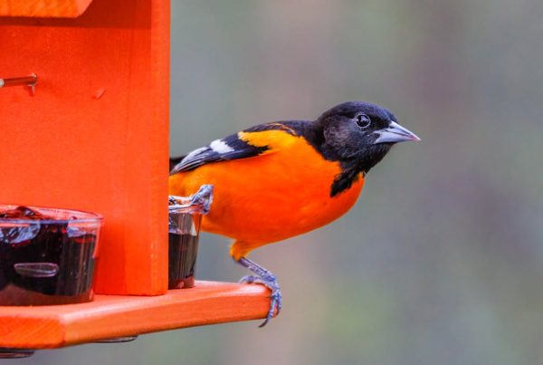 The oriole migration now