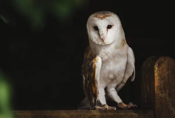 Baby Barn owl Identifications and Characteristics 9 Baby Barn owl Identifications and Characteristics