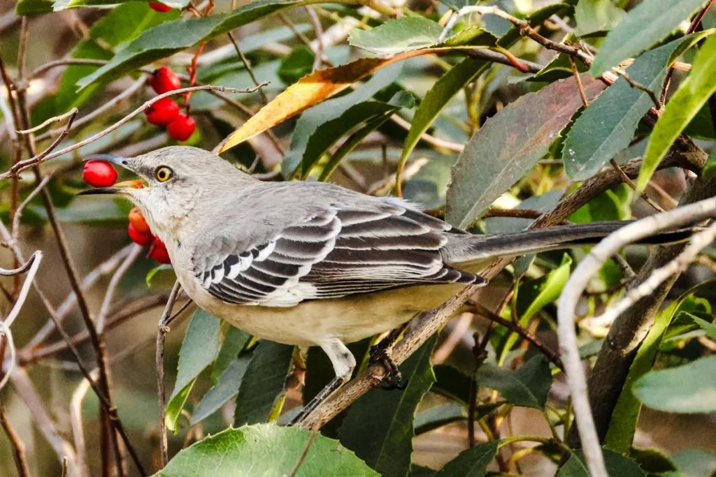 Current Northern Mockingbird Overview 2025