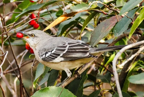 Northern Mockingbird: Mimicry, Behavior and Facts 8 Current Northern Mockingbird Overview 2025