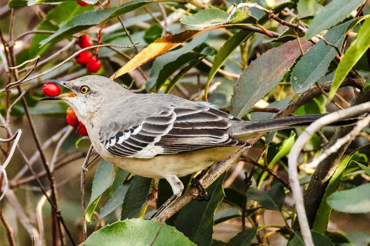 Northern Mockingbird: Mimicry, Behavior and Facts