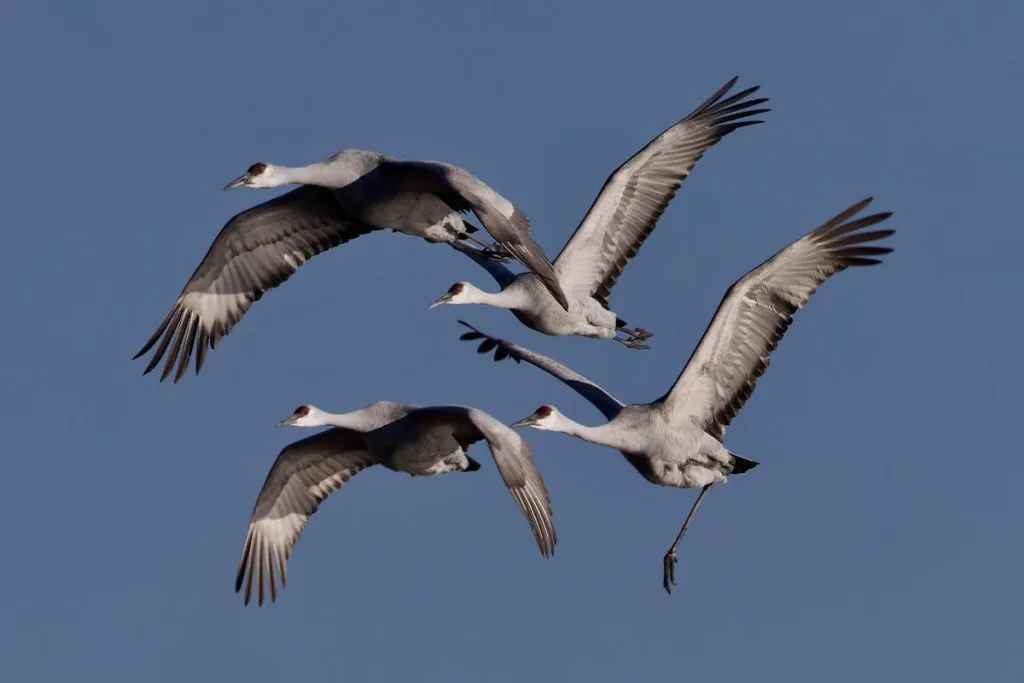 Sandhill Crane Migration