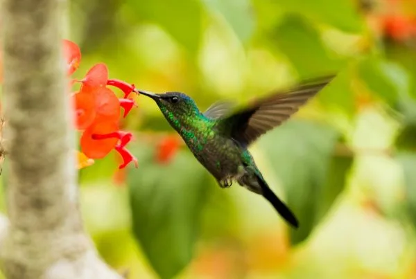 Different Types of Hummingbirds Found in the USA 11 Different Types of Hummingbirds Found in the USA
