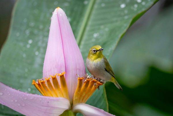 How Long Do Hummingbirds Live?
