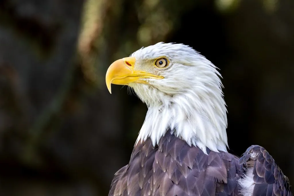 Bald eagles live in the wild Eagle Life Cycle