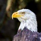 How Long Do Bald Eagles Live? Eagle Birds Life 7 Bald eagles live in the wild Eagle Life Cycle