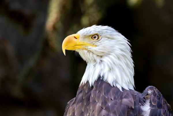 Bald eagles live in the wild Eagle Life Cycle