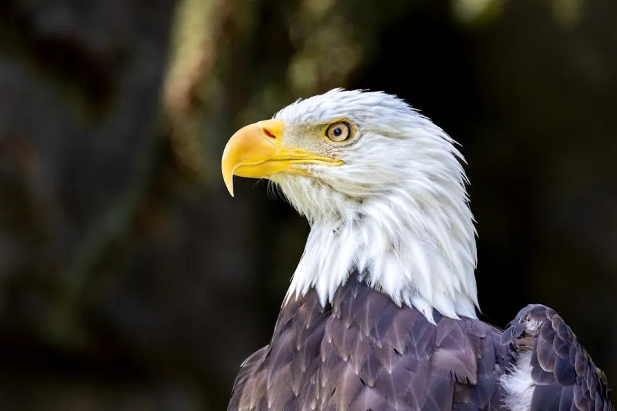 How Long Do Bald Eagles Live? Eagle Birds Life 4 Bald eagles live in the wild Eagle Life Cycle