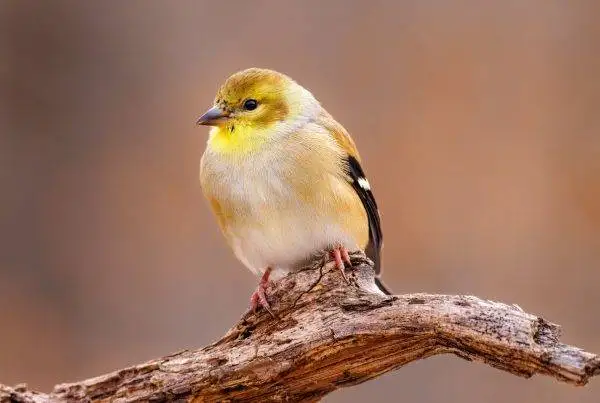 How to attract goldfinches to Your Backyard? 8 How to attract goldfinches