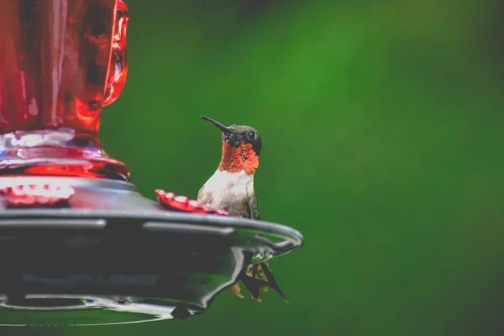 Hummingbird Food Recipe Safe Hummingbird Food