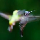 Hummingbird Moth Size Caterpillar