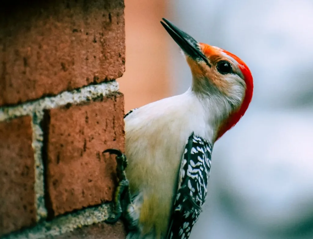 Red-bellied Woodpecker