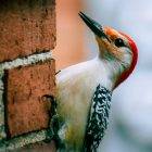 Red-bellied Woodpecker