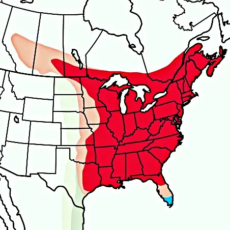 Ruby Throated Hummingbird Migration Map