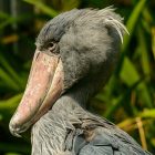 Shoebill Bird Characteristics and Identifications 7 Shoebill Bird Characteristics