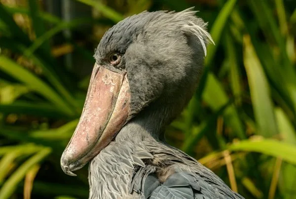Shoebill Bird Characteristics and Identifications 3 Shoebill Bird Characteristics