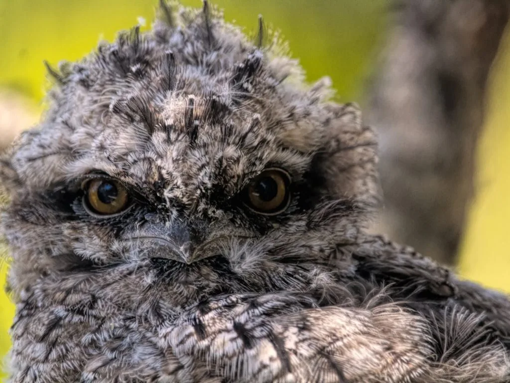 Tawny Frogmouth Bird Specification