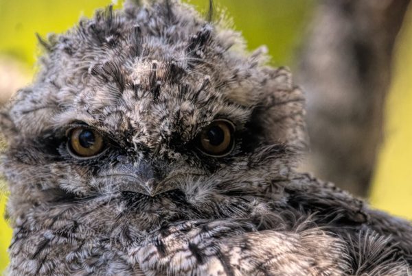 Tawny Frogmouth Bird Specification