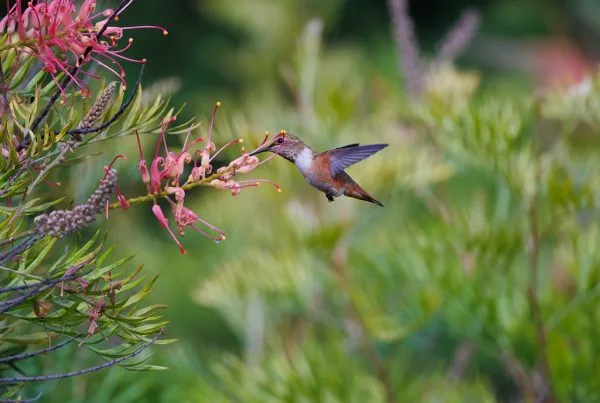 The Hummingbird Wonder Of The Smallest Bird In The World 11 Hummingbird The Smallest Bird In The World