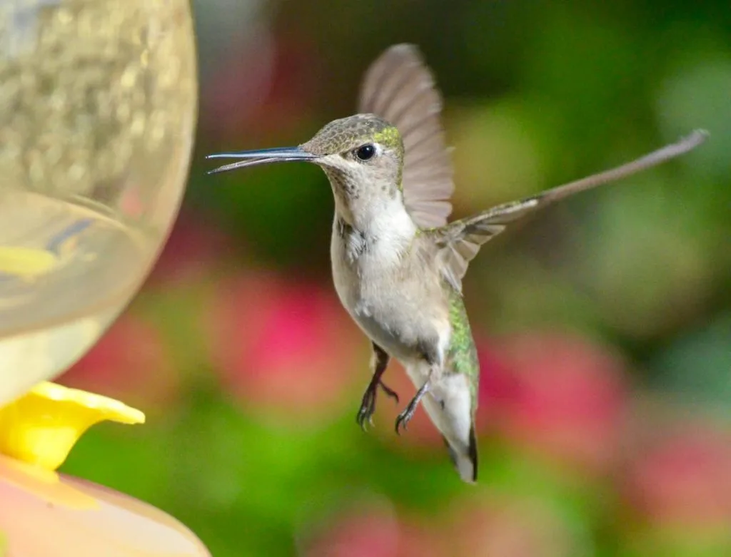 Are Hummingbird Scouts