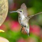 Are Hummingbird Scouts