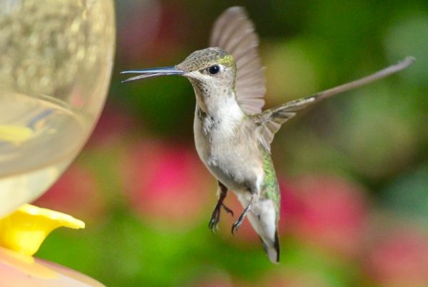 Are Hummingbird Scouts