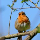 Robins eat When there is snow