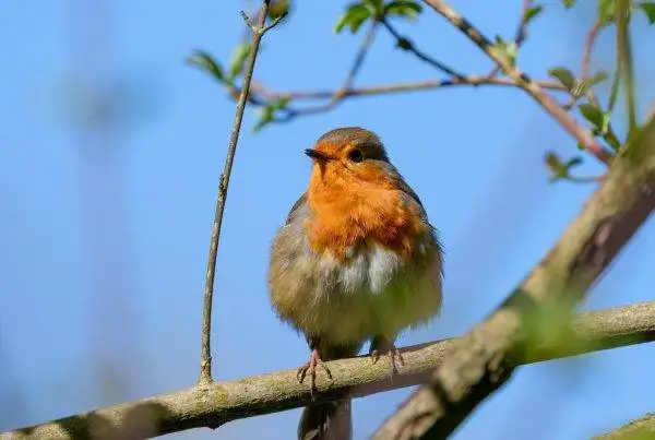 What do robins eat? When there is snow on the ground 11 Robins eat When there is snow