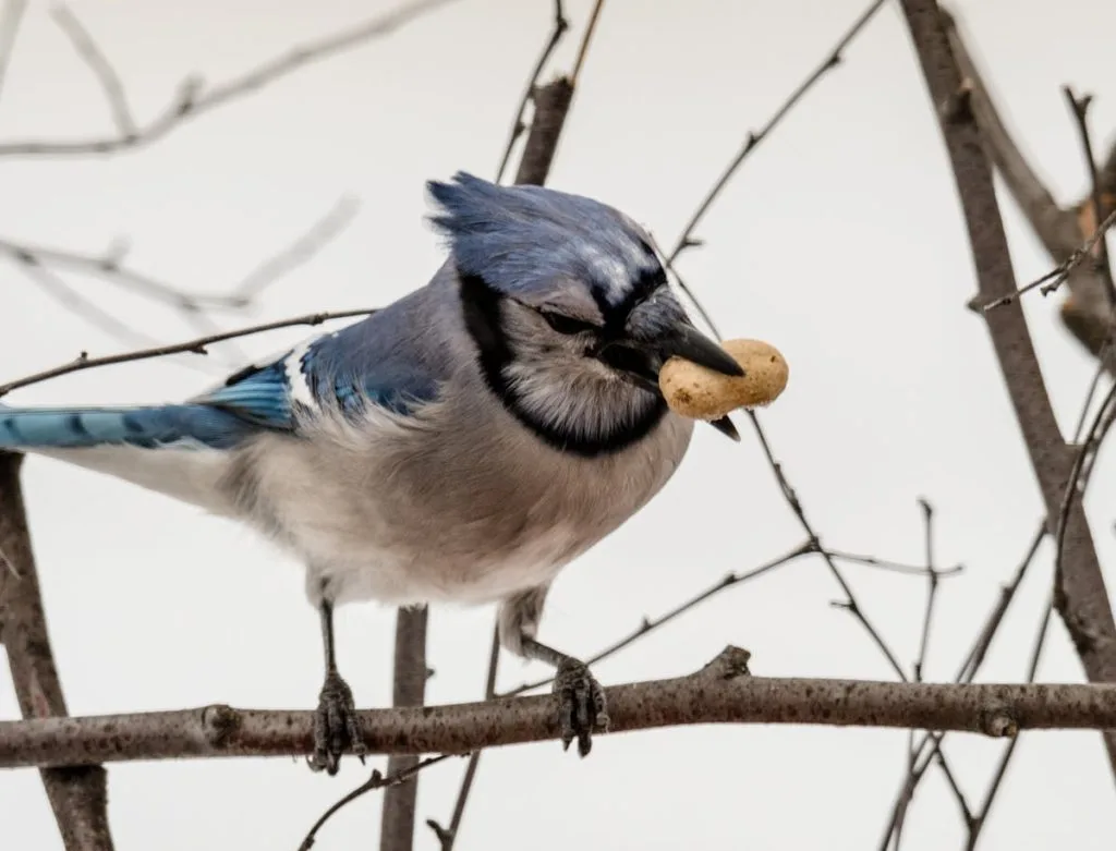 What does a blue jay symbolize