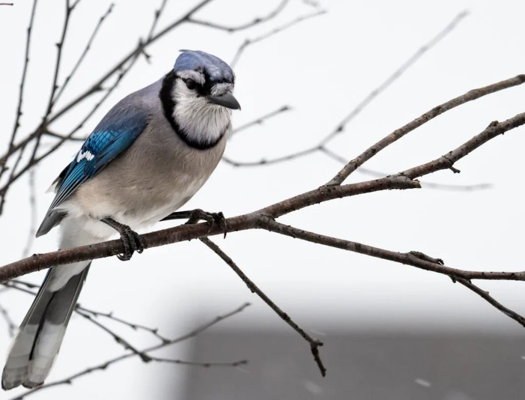 What does it mean when you see a blue jay