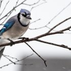 What does it mean when you see a blue jay
