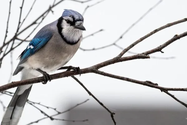 What does it mean when you see a blue jay? 8 Toucan bird characteristics