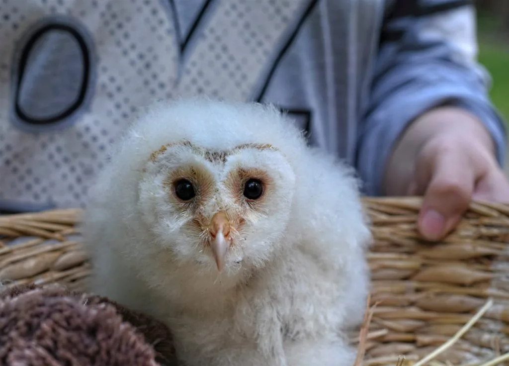 White Barn Owl Characteristics