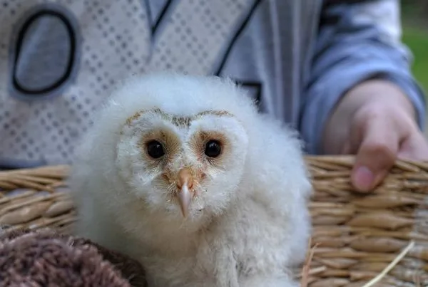 White Barn Owl | Characteristics 8 White Barn Owl Characteristics