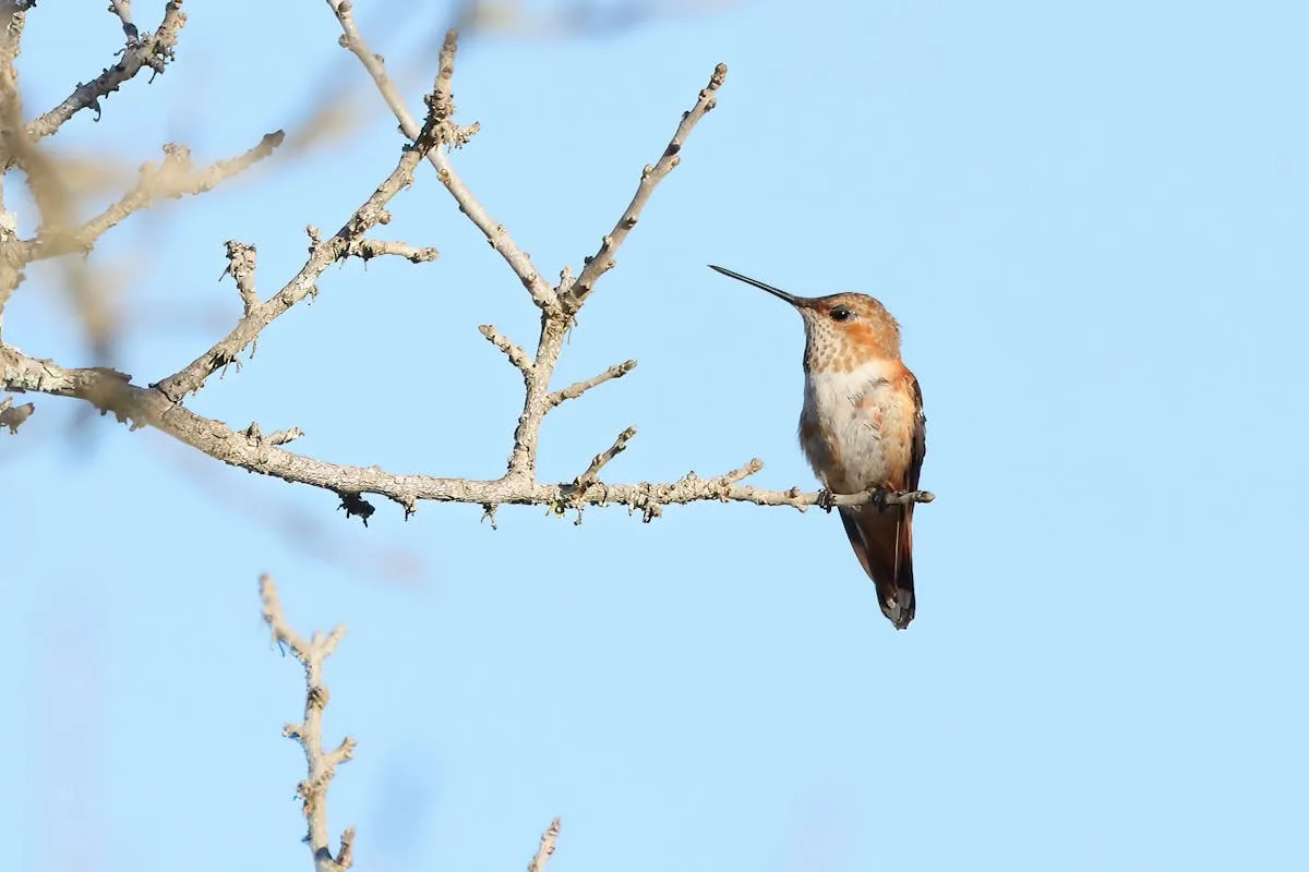 Supporting Hummingbird Migration in Arkansas