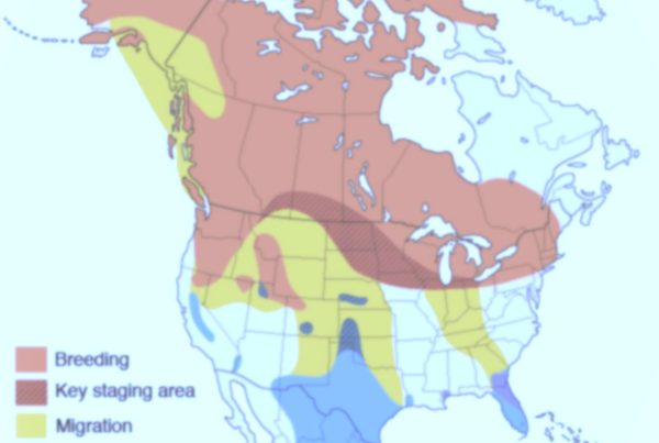 sandhill crane migration map