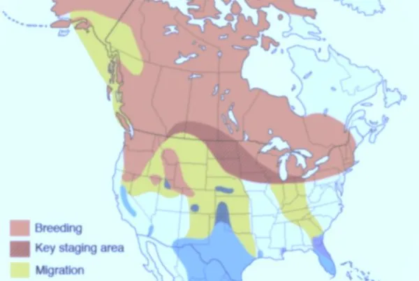 Sandhill Crane Migration Map 2025 7 sandhill crane migration map