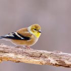 American Goldfinch Bird