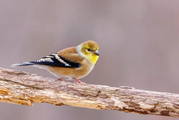 American Goldfinch Bird — Overview 7 American Goldfinch Bird