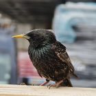 An Opportunist Wildlife of Starling's Private Life 9 Starling's Private Life