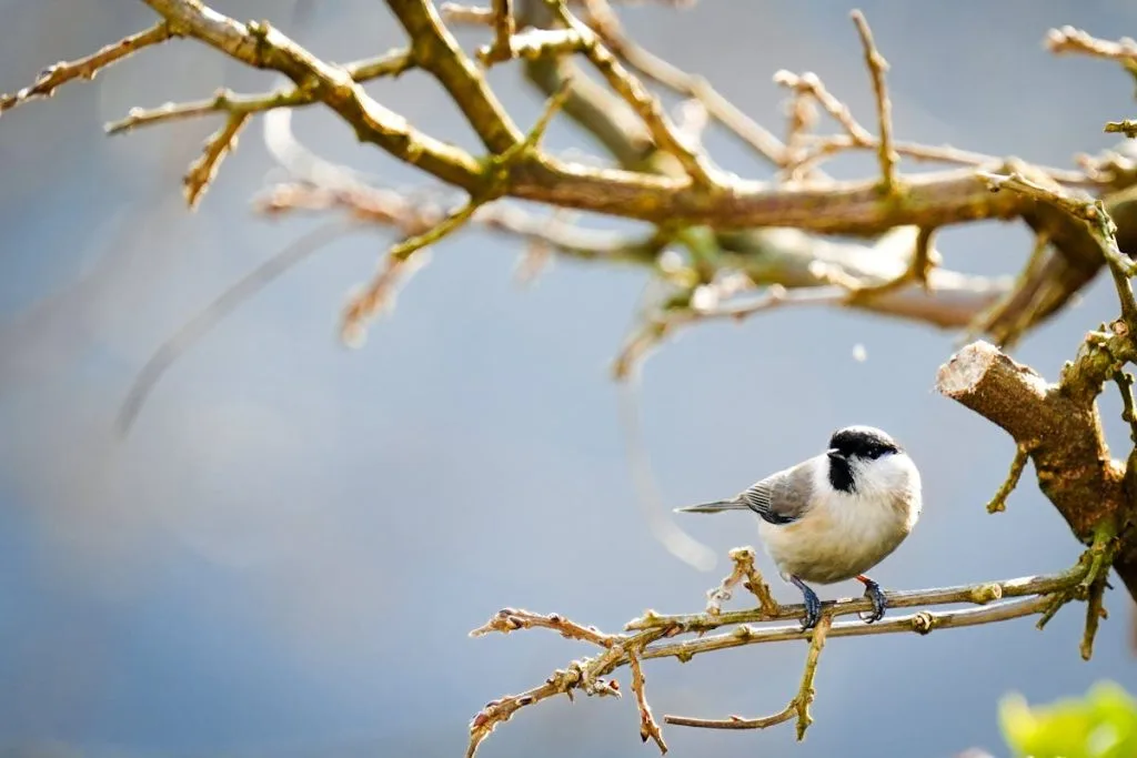 Black-capped Chickadee Bird