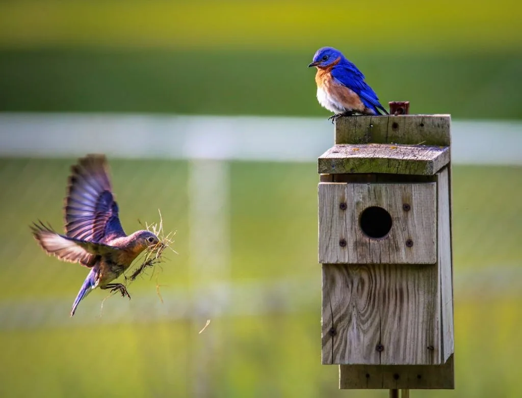 Bluebird Nest Building